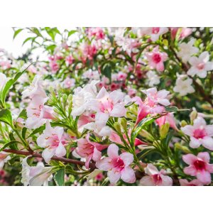 Vajgela kvetnatá (Weigela florida) ´SUZANNE´ - výška 50-60 cm, kont. C3L 